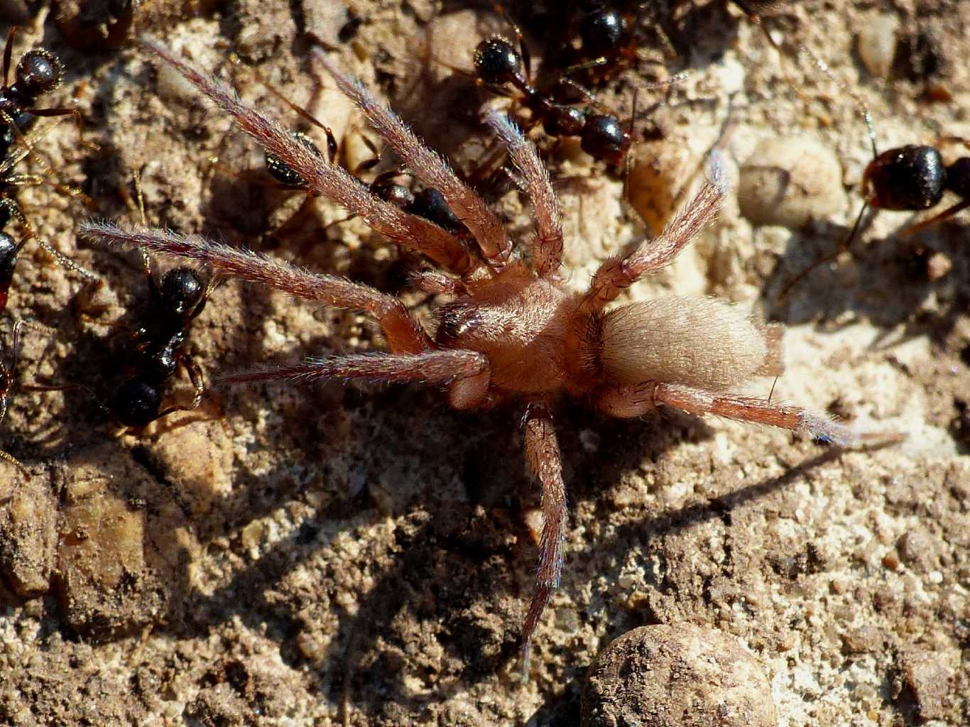 Ragni insieme a formiche Messor ibericus (Anagraphis ochracea)